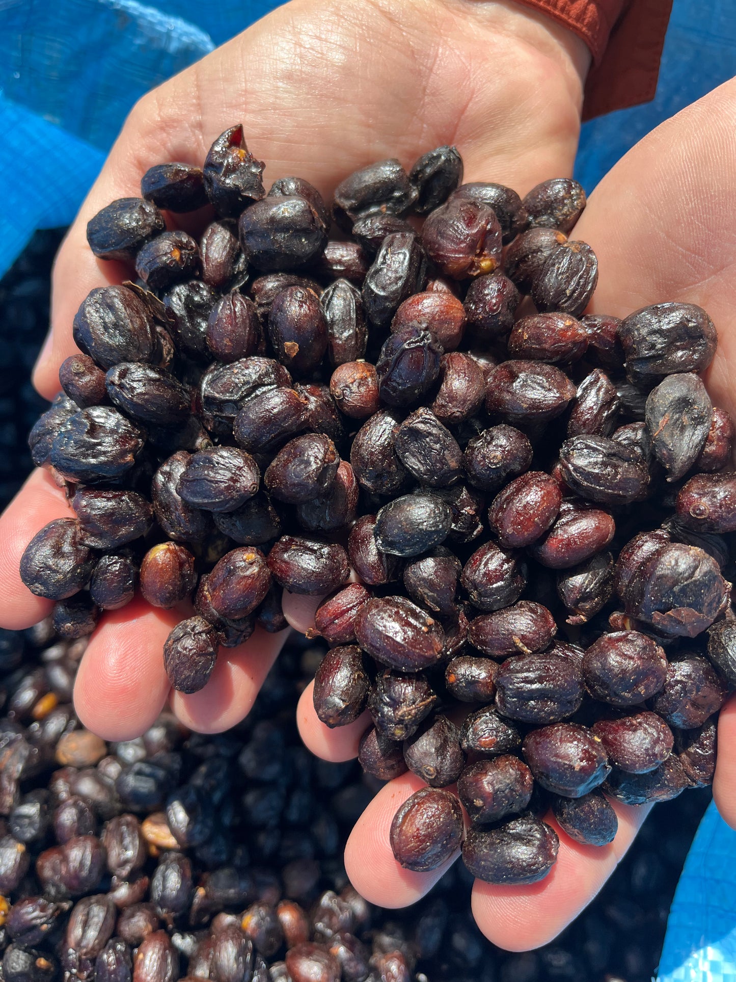 Café Icatu Amarillo Natural Anaeróbico.