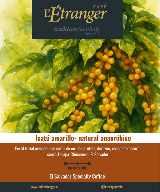 Café Icatu Amarillo Natural Anaeróbico.