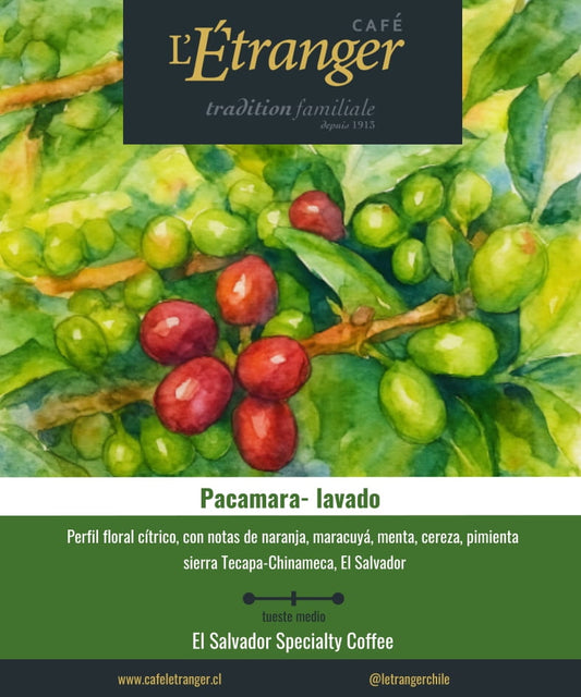 Café Pacamara Lavado.