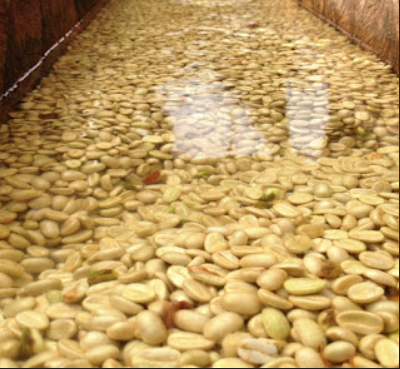 Café Pacamara Lavado.